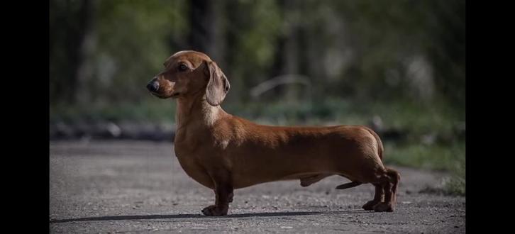 科普腊肠犬,打鼠能手
