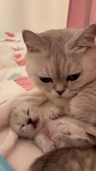 猫咪的耳朵能旋转180度 #猫咪 #宠物知识 #萌宠 #猫咪日常