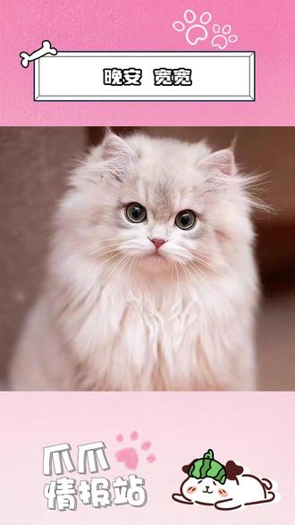 今天是宽宽,明天可能就是千千万万只毛孩子(原博主:@邓峰萌萌摔肿了 )#猫咪 #宽宽 #邓峰萌萌摔肿了 #宠物医院 #泪目