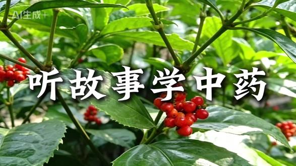 此草生来有骨节,最善通络接断骨 #肿节风 #中药材 #中草药 #你的家乡也有这种植物吗 #中草药材
