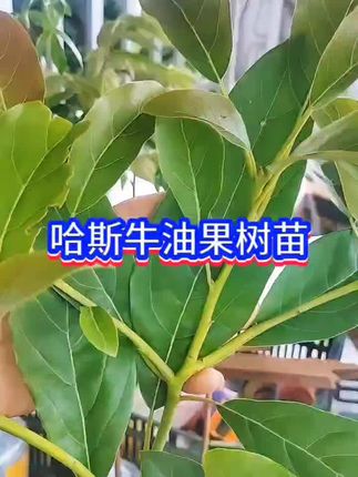 #牛油果#牛油果嫁接苗,