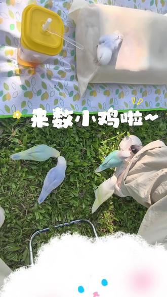 阳光、草地、以及超级多小鸡~是超级快乐的一天~#鹦鹉 #牡丹鹦鹉 #鹦鹉鹦鹉萌萌哒逗鹦鹉 #手养鹦鹉 #萌宠出道计划
