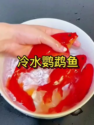 【冷水鹦鹉鱼】观赏鱼好养耐活草金鱼黑眼淡水鱼耐寒冷 #鹦鹉鱼#水族爱好者#鱼缸里的大自然#水族馆#观赏鱼世界