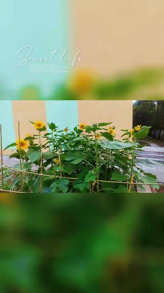 拥有一片向日葵🌻花圃的幸福 #向日葵