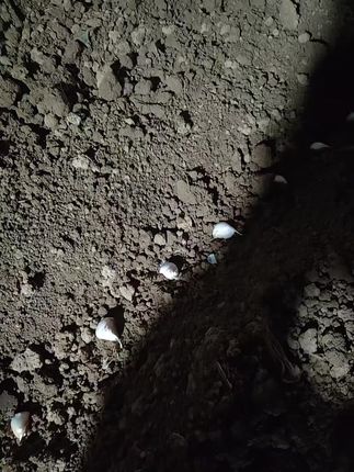 我的农村生活 #在家种菜 这就是农村人 #记录我的生活纯天然绿色蔬菜。