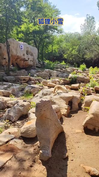 狐狸小雪回来了,自由的小雪瘦了,毛脏了,让人心庝