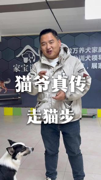 u9是猫爷的好学生走的这么好 #猫爷 #猫步 #家宝训犬唐校长 #训练日常 #萌宠出道计划