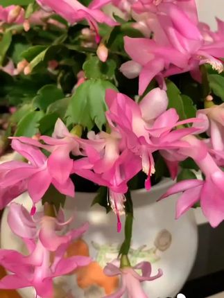 #爱生活爱养花 新品重瓣蟹爪兰莲苗盆栽多色花卉室内阳台植物四季开花好养#我的花花草草🌸🌸 #一花一草一世界