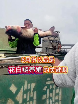 花白鲢吃什么长的快?花白鲢养殖重点肥水培藻,速溶抛洒肥水王水产专用肥水培藻产品!花白鲢养殖关键期抓紧肥水培藻育饵料 #花白鲢饵料 #肥水培藻 #快速肥水 #鱼虾蟹养殖 #水产养殖技术