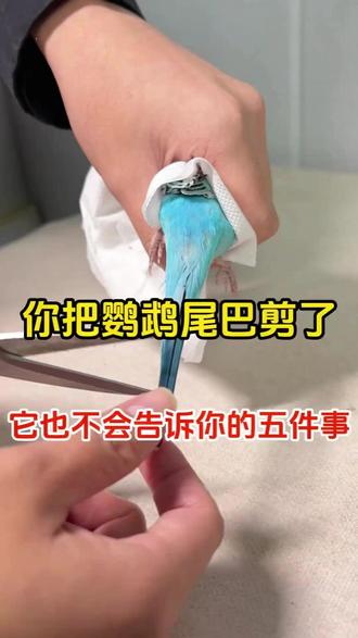 就算你把鹦鹉的尾巴剪了,它也绝不会告诉你的这五件事!#爱宠 #虎皮 #手养玄凤鹦鹉 #萌宠出道计划 #鹦鹉鹦鹉萌萌哒逗鹦鹉