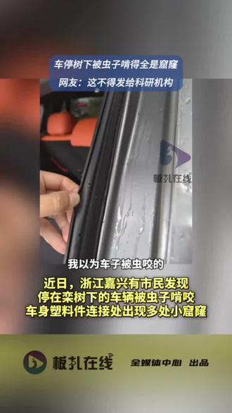 嘉兴一市民称车停在栾树下被虫啃出洞 11月6日,有嘉兴市民在网上发了自己刚提的新车被虫“咬”的照片,并提醒,谨慎停在栾树下,它还会往里钻。从照片上看,虫子呈棕褐色,细看,两侧有多只绒毛状的“小细脚”,车主说的被咬部位应该是车子的塑料件连接处,有几处明显的小窟窿,“一边咬一边往里钻”。
“有点像夜蛾幼虫。”看到记者的照片后,湖州师范学院生命科学学院副教授张绍勇表示,虽然不是高清图,根据自己的经验暂时这么判断,具体得等自己抓到虫子研究下才能定论。
夜蛾幼虫是一个非常大的家族,它们长大后就是我们晚上常常见到的“扑棱蛾子”。(都市快报)#嘉兴一市民称车停在栾树下被虫啃出洞