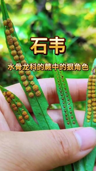 男人最爱的中草药! #石韦 #中草药知识 #中草药