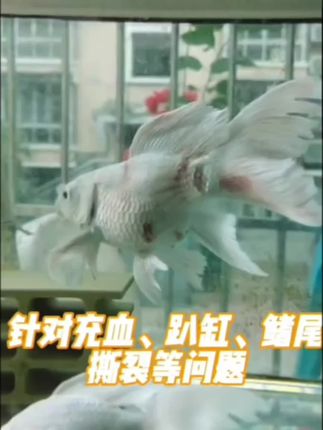 #养鱼 #养鱼人 #水族 #宠物用品 #水族爱好者