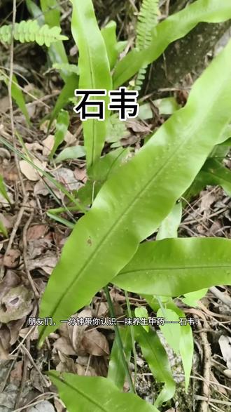 一味石韦|通淋清肺又止血,很多人都不知道 #中医知识分享 #创作者中心 #创作灵感 #石韦草 #养生小知识科普