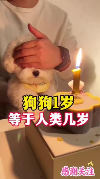 狗狗的年龄如何计算?狗狗一岁相当于人类几岁?