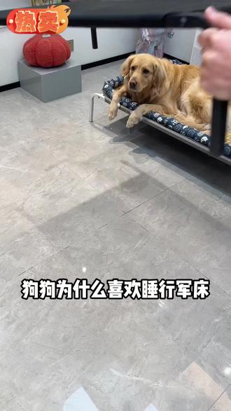 天气热了,狗狗睡地板闷热且潮湿,睡不踏实而且容易引起皮肤问题。追求生活品质的狗狗一定要试试行军床,离地防潮,通风透气,狗狗睡在上面太舒服了!