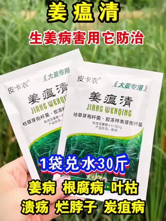 #创作灵感 六七月份是生姜病害的高发期,生姜病害怎么防治,快来试试这个#姜瘟清#姜温病#生姜种植管理#生姜种植@DUO+上热门