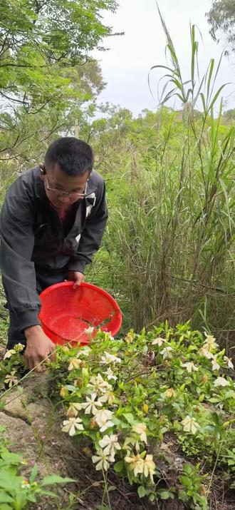 五千年传统食养文化,栀子花金银花搭配红茶
遵循古方民间食养理念,取材山野天然草木,温和日常饮用,传承千年东方养生智慧。
栀子花,自古便是民间常用食用花草,古籍食疗记载,自带清润气息,日常冲泡舒缓身心燥热,沁润口鼻,淡雅怡人。
金银花又名忍冬,历代百姓喜爱的天然食养花草,口感清爽,舒缓咽喉不适,四季饮用清爽怡人。
红茶性温醇厚,属于传统发酵茶饮,温润平和,柔和养护肠胃,中和花草微凉特质。
三者相融搭配,花香交织茶香,入口顺滑甘醇,不寒不燥。
放慢生活脚步,远离尘世喧嚣,品一杯天然草本茶饮,静心度日,滋养身心,安然享受平淡惬意的田园生活。
(体质虚寒易腹泻人群、孕期女性、经期女性、孩童不宜过量饮用)
#传统食养 #山野天然茶饮 #田园慢生活 #原生态花草茶 #民间古法茶饮