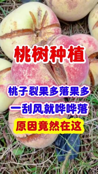 桃子裂果多落果多,一刮风就哗哗落 ,原因竟然在这#桃树 #桃树管理 #桃树种植 #三农种植