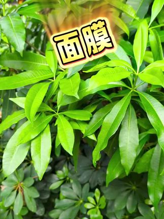 #面膜#补水面膜 #377面膜