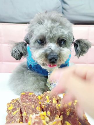 好吃不贵有营养蛋黄鸭肉干,豆豆吃得嘎嘎香#萌宠好物