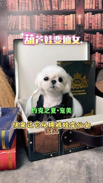 巴掌大滴马尔济斯宝贝!从“棉裤精”逆袭仙女暴击💥 谁能想到!这只一扎大的马尔济斯妹妹,居然带着“毛毡棉裤”来报到!腿毛缠成疙瘩粘到分不开,眼角眼屎糊成块,屁股还挂着尿渍,妥妥的“邋遢小可怜”~
但它乖到犯规啊!全程一动不动配合全套大保健:一次性护牙套装刷走牙结石,牙龈红肿当场退散;开结梳顺毛+清脏污,再用斯拜若香波+护发素深度清洁,洗得毛发锃亮发光;专业修剪后直接开挂!
改造完直接美到失语✨ 毛顺得能当飘带,眼睛亮得像装了星星,小身板精致到想揣兜里揣着走!这么乖的小体毛孩,谁看了不迷糊?
你家毛孩也有“邋遢危机”?快来解锁同款逆袭!从潦草娃变仙女宝贝,咱专业造型师闭眼冲~
#马尔济斯改造 #宠物洗护天花板 #毛孩子的日常 #宠物出道计划 #约克之夏宠物生活会馆