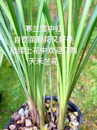 寒兰雪中红 自然苗勤花又好养 陆续上花中欢迎订购 天禾兰花