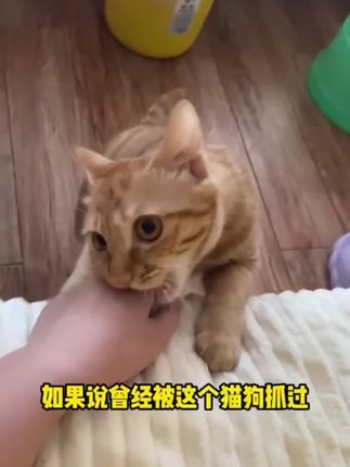 #狂犬病 #新手养猫#养猫人 #养猫经验分享