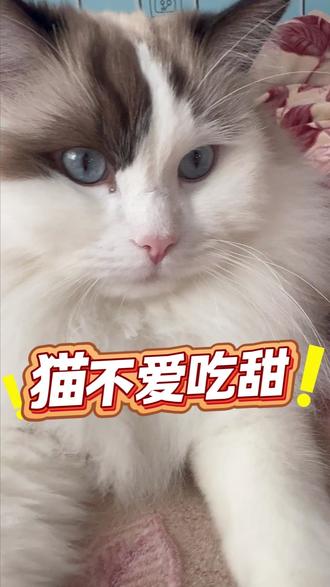 猫真的不爱吃甜!别再喂了! 各位铲屎官,你有没有发现,不管是蛋糕、水果,还是你觉得好吃的糖果,递到猫咪嘴边,它们大多都是扭头就走,甚至还会露出嫌弃的表情。
这可不是猫咪傲娇,也不是不给你面子,其实猫根本尝不到甜味!是不是很意外呢?
人类能感受到甜味,是因为舌头里有甜味受体基因,就像有个“甜味开关”。但猫咪偏偏少了这个关键基因,这个“开关”直接缺失了。所以不管是白糖、果糖还是乳糖,在猫咪嘴里都没啥特别味道,自然也就不感兴趣。
这不是基因缺陷,反而是猫咪祖先演化出来的生存智慧!猫咪的老祖宗都是靠捕猎为生的,老鼠、小鸟这些猎物里全是优质蛋白质,根本不需要靠糖分来补充能量。久而久之,感知甜味的能力就慢慢退化了,反而养成了对高蛋白食物的“天生偏爱”。
这里必须给各位铲屎官提个醒:既然猫咪尝不到甜,还没法分解糖分,那可千万别随便给猫咪喂甜食!像巧克力、奶油蛋糕、含糖饮料这些,不仅猫咪不爱吃,过量摄入还会让它们发胖、增加糖尿病的风险,严重的甚至会伤害肠胃。
不管是选猫粮还是自制猫饭,都要以优质动物蛋白为主,比如鸡肉、鱼肉、牛肉这些。现在知道为啥你家猫咪对甜食毫无兴趣了吧?这都是刻在基因里的习惯!下次再想跟猫咪分享零食,就别选甜的啦,递上一块无盐无添加的肉干,它们肯定会超喜欢~ 你家猫咪有没有过拒绝甜食的可爱瞬间?欢迎在评论区分享一下!#猫咪 #猫咪的迷惑行为 #猫咪的日常 #毛孩子