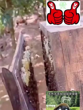 2斤装【支持检测】农家悬崖土蜂蜜天然原生态土蜂蜜0添加#日常分享 无添加土蜂蜜🍯#日常生活 纯天然绿色食物#意不意外 便宜好吃正宗下手了@DOU+好生意 @DOU+小助手