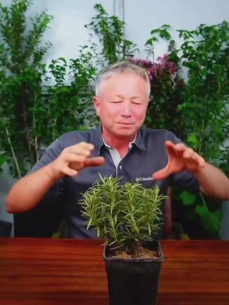 #家庭养花 #养花小知识 #养花人 #家庭养花达人 #花卉植物