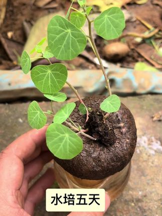 #山乌龟 #水培植物 秋天该有的样子