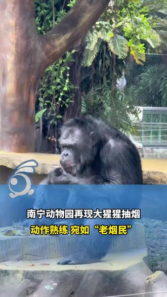 南宁动物园再现大猩猩抽烟,动作熟练,宛如“老烟民”。