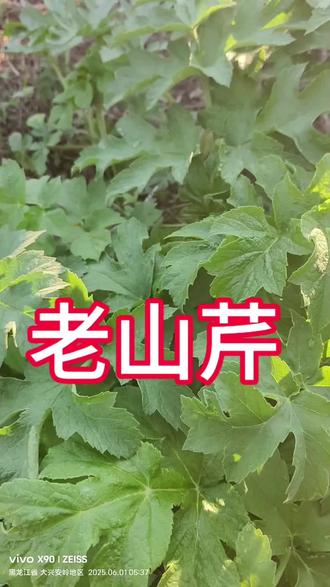 大兴安岭地区野菜老山芹。#野菜 #春天#山野美味