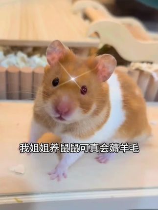 养鼠抠搜指南/#金丝鼠日常 #新手养鼠指南 #仓鼠用品 #仓鼠浴沙 #仓鼠用品平替