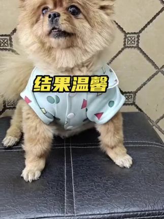 辣条发飙了,但结果温馨!#萌宠日常记录 #宠物 #宠物 #萌宠出道计划