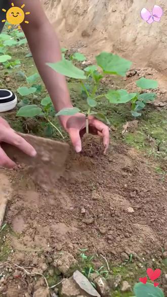 科沃华黄瓜卫士专用中量元素黄瓜番茄辣椒蔬菜用 #黄瓜管理 #黄瓜种植 #农业种植 #叶面肥 #专用喷雾器