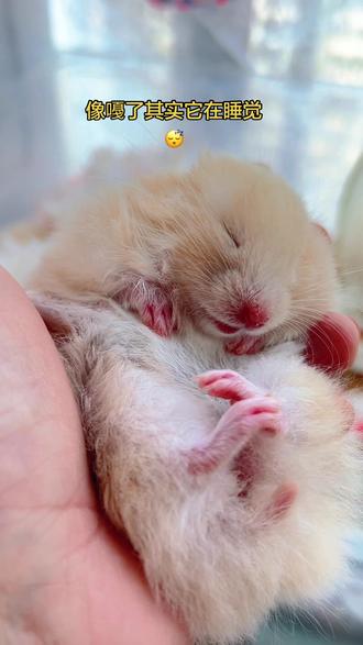 #萌宠日常vlog #长毛金金丝熊 睡熟的样子好可爱