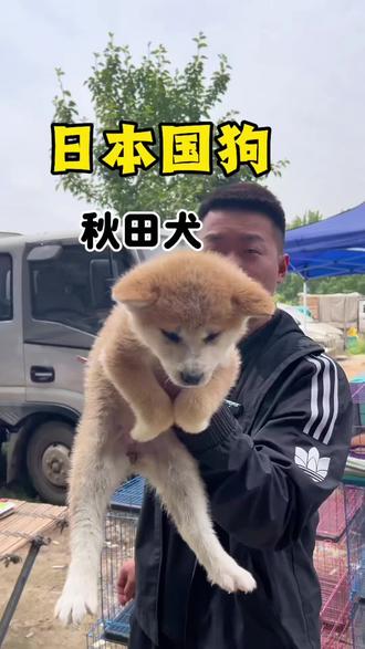 秋田犬八嘎的国🐶#大秋田犬 #秋田犬 #秋田犬宝宝 #秋田柴犬 #vlog十亿流量扶持计划 @DOU+小助手