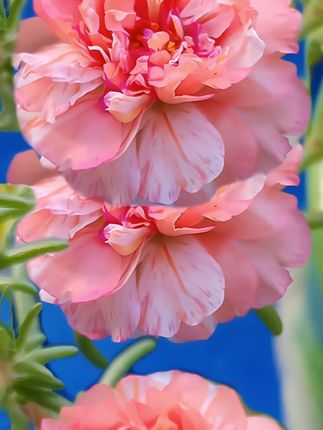 #花开富贵好运来🌹🌹 #抖音带你赏花 #一花一草一世界