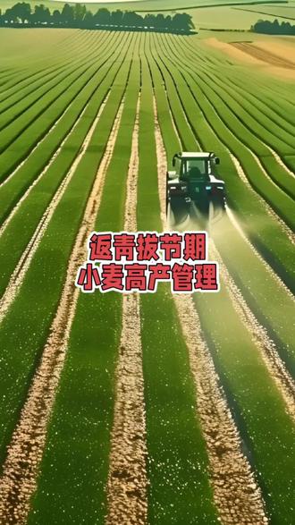 小麦返青拔节期,高产管理#小麦 #返青拔节 #汝南 #红霸 #红霸助力丰收