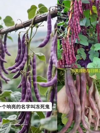 八月忙豆角种子冻死鬼耐寒耐热高产无筋四季豆田园庭院盆栽种豆角#爆款热卖中 #厂家直销
