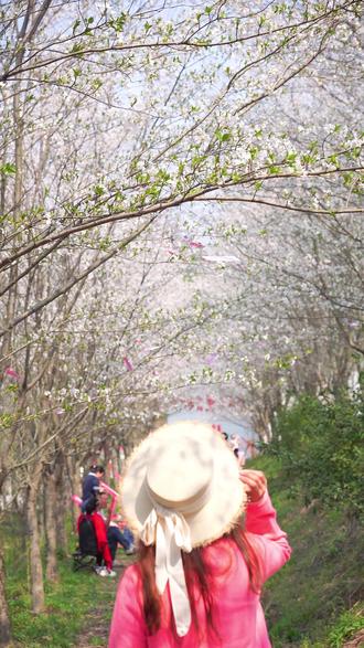 小沙樱花谷有赏樱直达专线啦,定海出发只需要半小时左右!! 这份包含了乘车地点,价格,时间的攻略给你准备好啦~#樱花🌸 #舟山 #周末去哪儿 #清明去哪儿 #江浙沪周边游