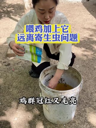 喂鸡时加上它,远离寄生虫问题 #养鸡#养鸡人#鸡鸭鹅养殖#养鸡小妙招#三农
