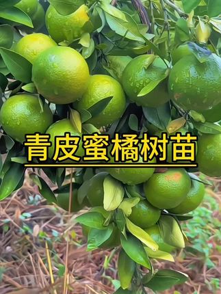 #蜜橘 #蜜橘🍊 青甜皮薄无籽,纯甜多汁无酸,而且产量高#果树苗 #优质种苗
