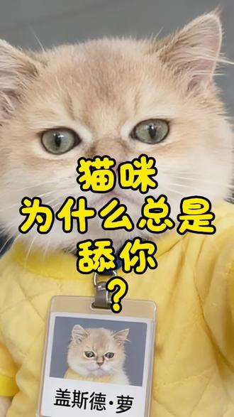 猫咪为什么总是舔你#猫 #宠物猫咪 #猫猫