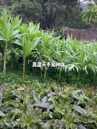 #你吃过吗 #家庭种植 #绿色蔬菜 #蔬菜种子#种菜