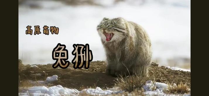 猫中鳌拜--兔狲
🍀兔狲
🍀学名:Otocolobus manul
🍀科属:猫科兔狲属
⭐分布范围:兔狲主要分布在亚洲中部地带向东至西伯利亚的沙漠、荒漠、草原或戈壁地区,栖息高度在海拔440-5593米之间。
⭐形体特征:兔狲体长50-65厘米,体重2-5千克。兔狲虽然体型看着矮壮,其实大小和家猫相似,只是因为体毛密实而柔软蓬松,特别是腹部毛发几乎拖地,所以看着特别壮实。兔狲耳形非常短宽,耳尖圆钝,两耳距离较远,耳背为红灰色,尾巴粗圆,长度约20-30厘米,上面有明显的 6-8条黑色的环细纹,尾巴的尖端长毛为黑色。
⭐性格特征:兔狲对寒冷、贫瘠的环境有很强的适应能力,它们的巢穴一般在地底深2米以上,通路弯曲。作为夜行性动物,它们多在黄昏开始活动和猎食,偶尔在冬季食物缺乏时才会在白天出来觅食。视觉和听觉发达,遇危险时则迅速逃窜或隐蔽在临时的土洞中。兔狲主要捕食鼠兔、其它鼠类、刺猬、鸟类、蜥蜴等,偶尔也吃野兔和旱獭等体型稍大的动物。
#兔狲 #奇妙的动物世界 #动物百科#高原三傻 #保护野生动物