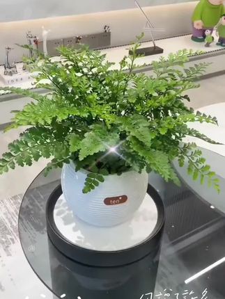 【植物旅行专属】吉姆蕨盆栽室内好养水养耐阴观叶水培植物盆栽绿植#吉姆蕨#吉姆蕨盆栽 #水培植物#盆栽绿植 #爱生活爱养花