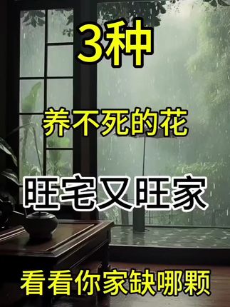 三种养不死的花,旺宅又旺家,看你家缺的是哪一棵?#金钻绿公主#绿植